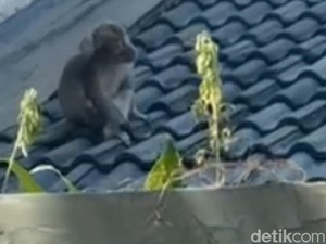 Monyet Liar Teror Permukiman Padat Penduduk di Kota Pasuruan, Warga Resah