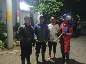 Ular Kobra Masuk Rumah Warga di Bogor, Damkar Evakuasi