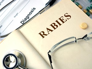 Sepanjang Januari-Mei 2024, 6 Orang Tewas karena Rabies di Sumsel
