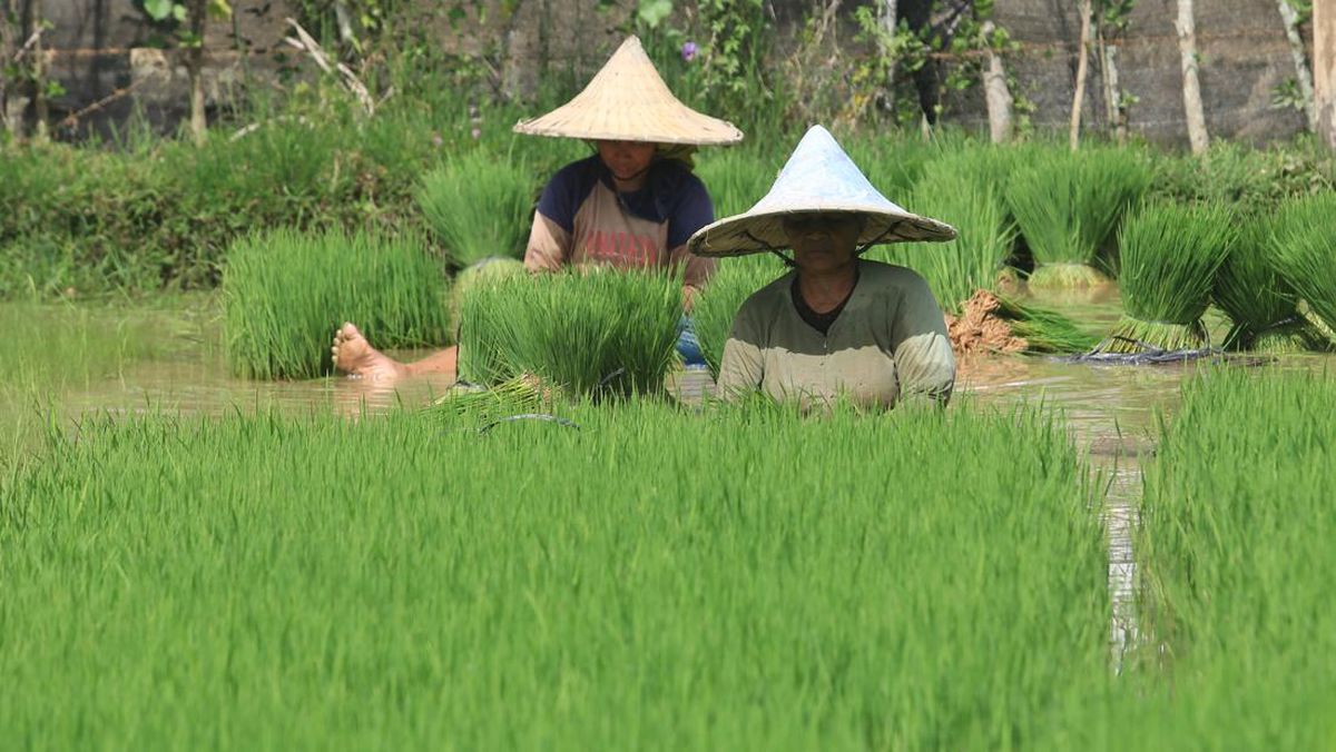 El Niño dan AI untuk Mitigasi Krisis Pangan — NadiKabar.com