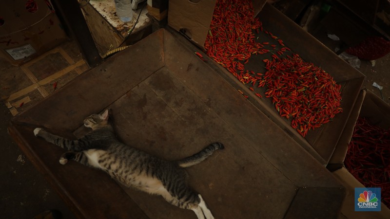 Penjualan cabai rawit merah besar di Pasar Kramat Jati, Jakarta, Selasa (9/7/2024). (CNBC Indonesia/Tri Susilo) Penjualan cabai rawit merah besar di Pasar Kramat Jati, Jakarta, Selasa (9/7/2024). (CNBC Indonesia/Tri Susilo)