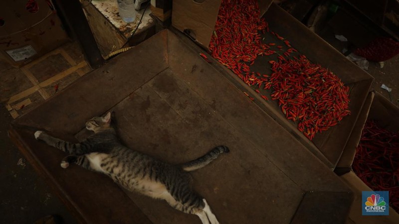 Penjualan cabai rawit merah besar di Pasar Kramat Jati, Jakarta, Selasa (9/7/2024). (CNBC Indonesia/Tri Susilo)