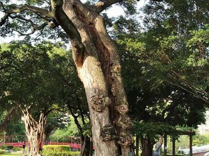 Mengenal Kayu Trembesi, Kelebihan, Kekurangan, dan Manfaatnya