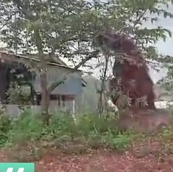 Heboh Orang Utan Sebesar Rumah Disebut Gigantisme, Apa Itu?