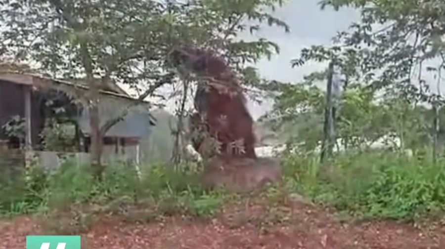 Sebuah video terekam orang utan raksasa berada di permukiman warga. (Dok. Istimewa via Detikcom)