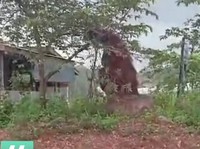 Heboh Orang Utan Sebesar Rumah Disebut Gigantisme, Apa Itu?