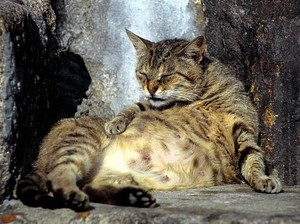 Kucing Hamil Berapa Bulan? Kenali Tanda dan Cara Merawatnya