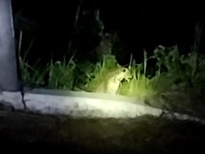 Kata BKSDA soal Macan Tutul Turun ke Permukiman Warga Kuningan
