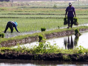 Kalender Jawa Rabu Wage 31 Juli 2024: Hindari Bercocok Tanam
