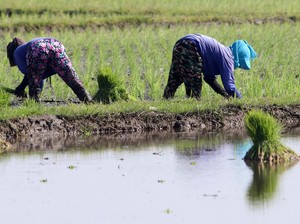 Sektor Pertanian Sumsel Tetap Produktif di Musim Kemarau