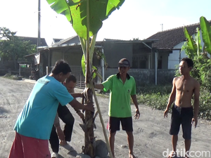 Protes Jalan Rusak, Warga Desa Condro Lumajang Tanam Pisang
