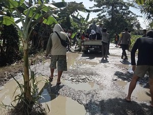 Warga Luwu Utara Tanam Pohon Pisang di Jalan Rusak Baebunta Selatan