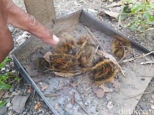 Hiii! Teror Ulat Bulu di Permukiman Janan Borobudur