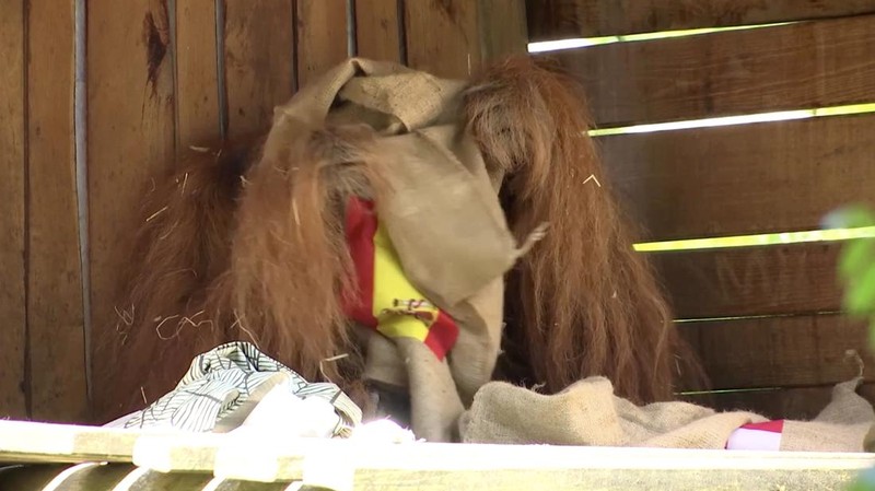 Saat Spanyol dan Inggris bersiap untuk final Euro 2024, Walter, orangutan peramal, memperkirakan pada Kamis (11/7/2024) bahwa Spanyol yang akan membawa pulang trofi tersebut. (Tangkapan Layar Video Reuters/)