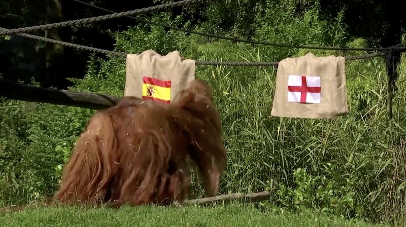 Saat Spanyol dan Inggris bersiap untuk final Euro 2024, Walter, orangutan peramal, memperkirakan pada Kamis (11/7/2024) bahwa Spanyol yang akan membawa pulang trofi tersebut. Saat Spanyol dan Inggris bersiap untuk final Euro 2024, Walter, orangutan peramal, memperkirakan pada Kamis (11/7/2024) bahwa Spanyol yang akan membawa pulang trofi tersebut. (Tangkapan Layar Video Reuters/)