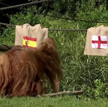 Detik-Detik Walter Si Orangutan Ramal Spanyol Juara di Final Euro 2024