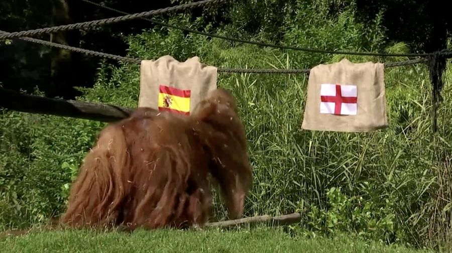 Saat Spanyol dan Inggris bersiap untuk final Euro 2024, Walter, orangutan peramal, memperkirakan pada Kamis (11/7/2024) bahwa Spanyol yang akan membawa pulang trofi tersebut. (Tangkapan Layar Video Reuters/)
