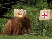 Detik-Detik Walter Si Orangutan Ramal Spanyol Juara di Final Euro 2024