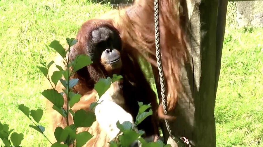 Saat Spanyol dan Inggris bersiap untuk final Euro 2024, Walter, orangutan peramal, memperkirakan pada Kamis (11/7/2024) bahwa Spanyol yang akan membawa pulang trofi tersebut. (Tangkapan Layar Video Reuters/)