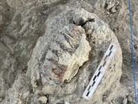 Batu Zaman Purba Dibelah, Ilmuwan Kaget