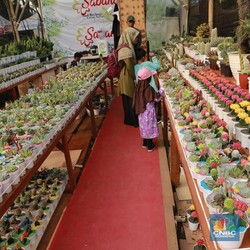 Ragam Tanaman Hias di Pameran Flona, Mulai Rp50.000-Rp150 juta