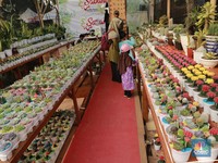 Ragam Tanaman Hias di Pameran Flona, Mulai Rp50.000-Rp150 juta