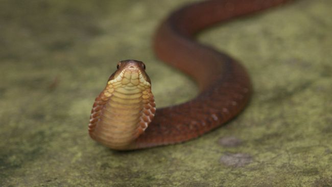 Waspada! Kenali Ciri Sarang Ular Menumpuk di Halaman Rumah