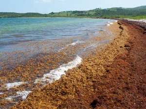 Laut Tanpa Pantai yang Bikin Columbus Ketakutan