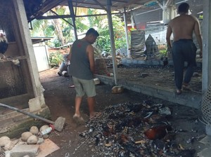 Kawanan Anjing Liar Mangsa Ternak di Klungkung, Sisakan Bangkai Berserakan