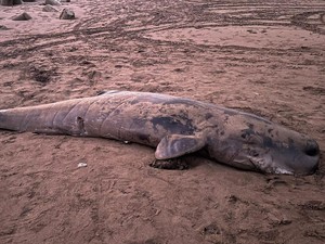Ikan Paus Botol Ditemukan Mati Terdampar di Pantai Pangandaran