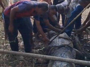 Geger Buaya Jantan 3,6 Meter Ditangkap Warga di Pantai Alor