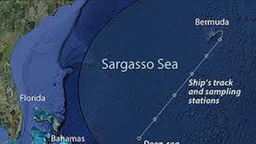Ilustrasi Laut Sargasso. (Dok: scienceabc)