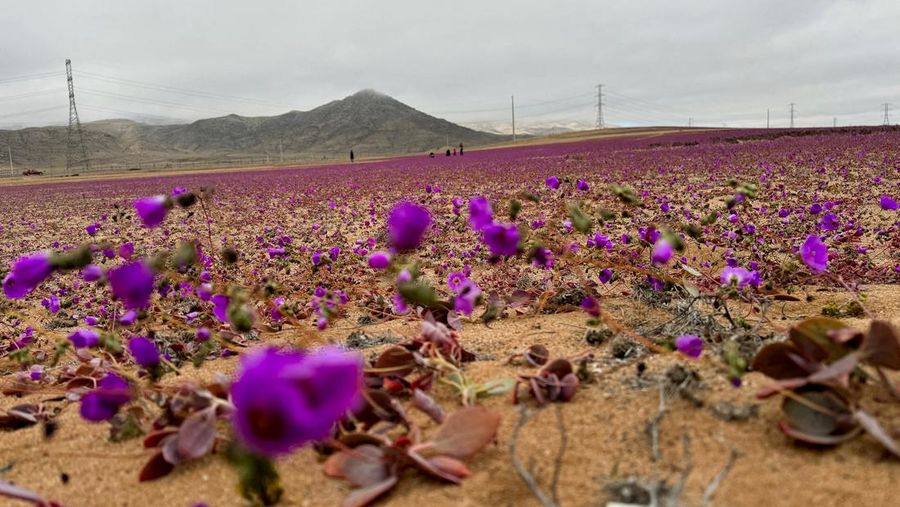 Pemandangan menunjukkan area mekarnya musim dingin yang tidak biasa di gurun Atacama sebelum fenomena musim semi yang dikenal sebagai 'Desierto Florido' (Gurun Mekar), yang mengisi gurun terkering di dunia dengan bunga dan tanaman, dekat Copiapo, wilayah Atacama, Chili, 6 Juli 2024. (REUTERS/Rodrigo Gutierrez)
