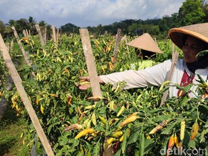 Petani Cabai di Ciamis Merugi gegara Serangan Patek