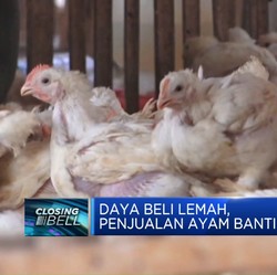Video: Daya Beli Lemah, Penjual Ayam Banting Harga
