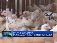 Video: Daya Beli Lemah, Penjual Ayam Banting Harga