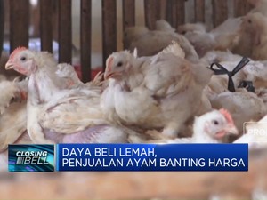 Video: Daya Beli Lemah, Penjual Ayam Banting Harga