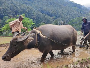 Endang dan Usaha Jasa Bajak Sawah dengan Kerbau