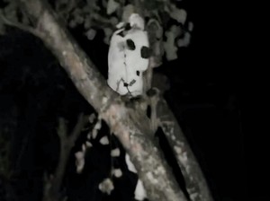 Heboh Pocong Terpotret Kamera, Warga Situbondo Kaitkan dengan Bulan Suro