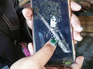 Warga Sebut Pocong Terpotret Kamera Ponsel di Situbondo Praktik Ilmu Hitam