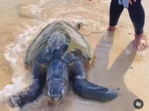 Viral Penyu Terdampar di Pantai Ngrenehan Gunungkidul, Begini Ceritanya