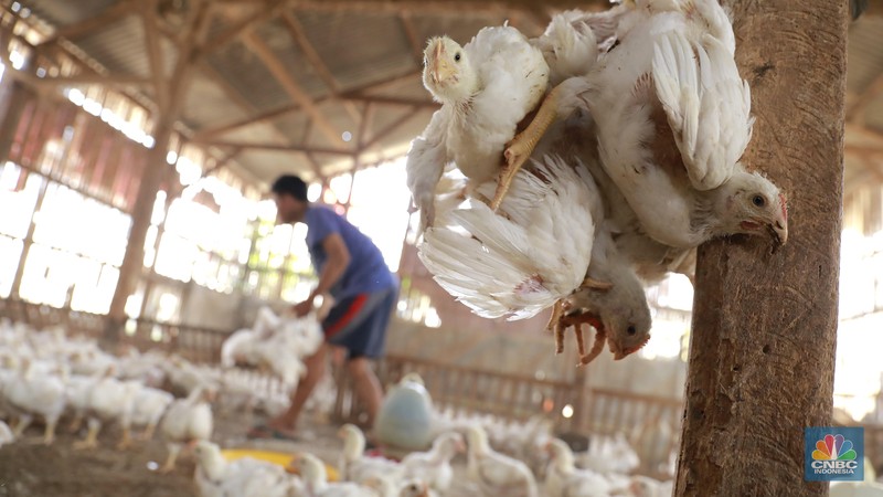 Suasana penjualan ayam potong di Kawasan Kalimalang, Jakarta, Selasa (16/7/2024). (CNBC Indonesia/Muhammad Sabki) Suasana penjualan ayam potong di Kawasan Kalimalang, Jakarta, Selasa (16/7/2024). (CNBC Indonesia/Muhammad Sabki)