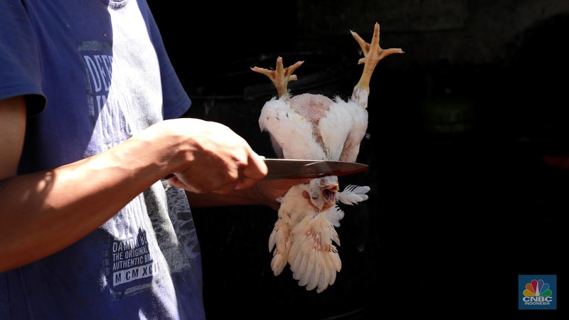 Suasana penjualan ayam potong di Kawasan Kalimalang, Jakarta, Selasa (16/7/2024). (CNBC Indonesia/Muhammad Sabki) Suasana penjualan ayam potong di Kawasan Kalimalang, Jakarta, Selasa (16/7/2024). (CNBC Indonesia/Muhammad Sabki)