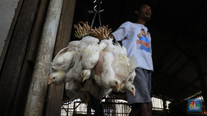 Suasana penjualan ayam potong di Kawasan Kalimalang, Jakarta, Selasa (16/7/2024). (CNBC Indonesia/Muhammad Sabki)