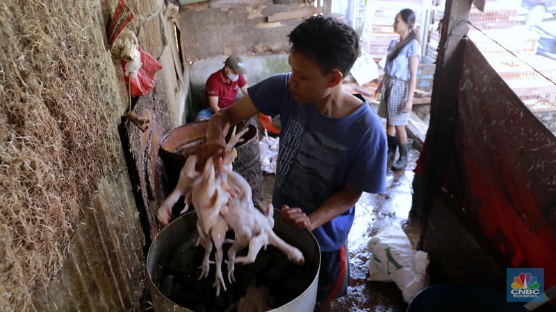 Suasana penjualan ayam potong di Kawasan Kalimalang, Jakarta, Selasa (16/7/2024). (CNBC Indonesia/Muhammad Sabki) Suasana penjualan ayam potong di Kawasan Kalimalang, Jakarta, Selasa (16/7/2024). (CNBC Indonesia/Muhammad Sabki)
