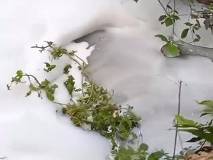 Viral Sungai di Lamongan Tertutup Buih dan Berbau Amis