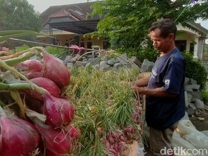 Petani Bawang Merah Brebes Gudangkan Hasil Panen gegara Harga Anjlok