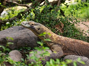 Kunjungan Turis ke TN Komodo Terus Meningkat di Tengah Isu Penutupan