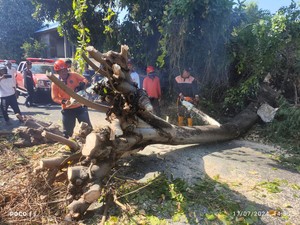 Angin Kencang, Pohon Santan di Sawan Buleleng Timpa Mobil hingga Ringsek