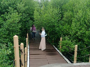 Taman Mangrove Ketapang Tangerang Ternyata Menawan, Ada 16 Jenis Bakau
